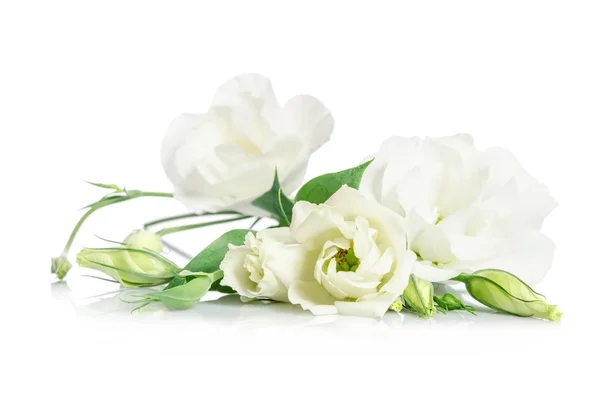 Hermosas flores de eustoma blanco aisladas sobre fondo blanco — Foto de Stock