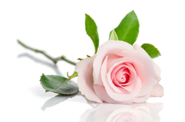Bela rosa única rosa deitada sobre um fundo branco — Fotografia de Stock
