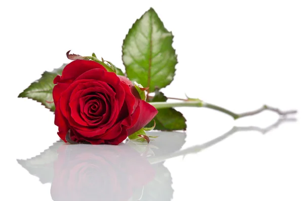 Bela única rosa vermelha deitada sobre um fundo branco — Fotografia de Stock