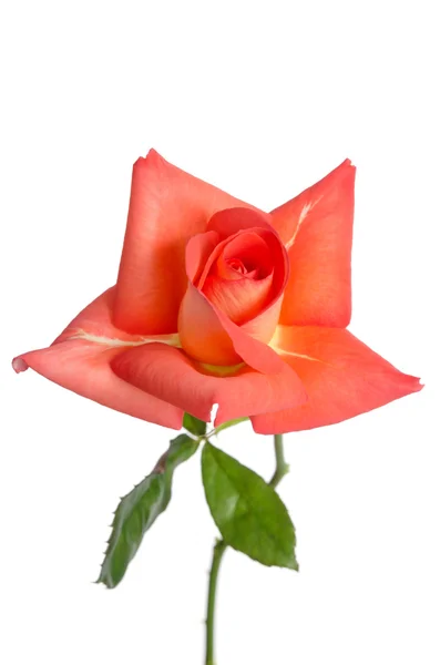 Prachtige verse roze roos geïsoleerd op witte achtergrond — Stockfoto