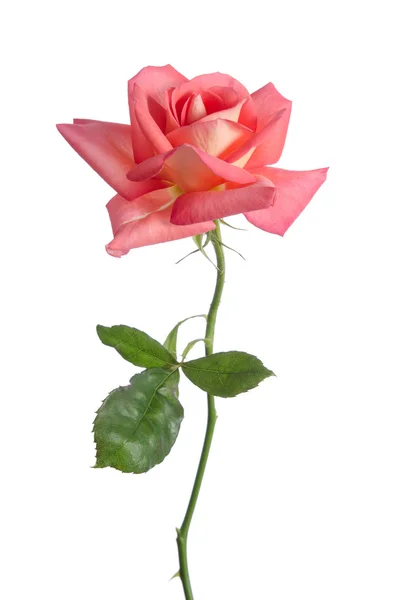 Beautiful fresh pink rose isolated on white background — Stock Photo, Image