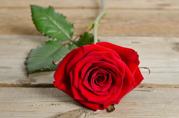 Hermosa rosa roja soltera acostada sobre un fondo de madera —  Fotos de Stock