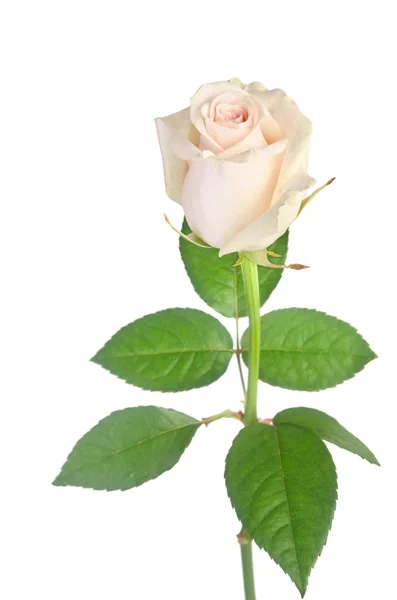 Hermosa rosa blanca sobre un fondo blanco — Foto de Stock