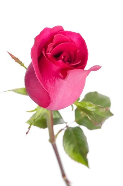 Red rose isolated on white background. — Stock Photo, Image