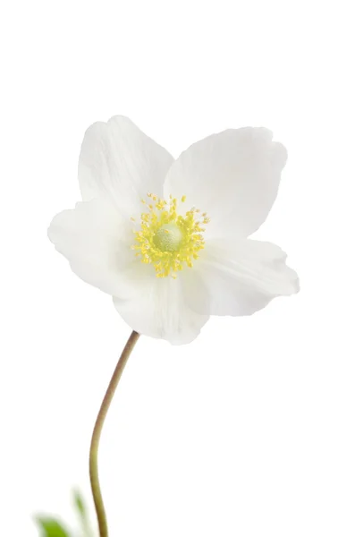 Flor anémona blanca aislada sobre fondo blanco —  Fotos de Stock
