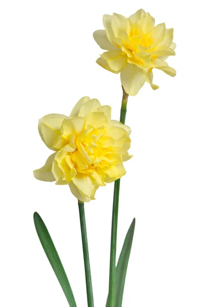 Beautiful daffodils isolated on white background — Stock Photo, Image