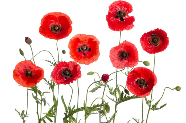 Rote Mohnblumen isoliert auf weißem Hintergrund — Stockfoto