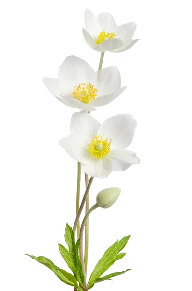 Fiori di anemone bianco isolati su sfondo bianco — Foto Stock