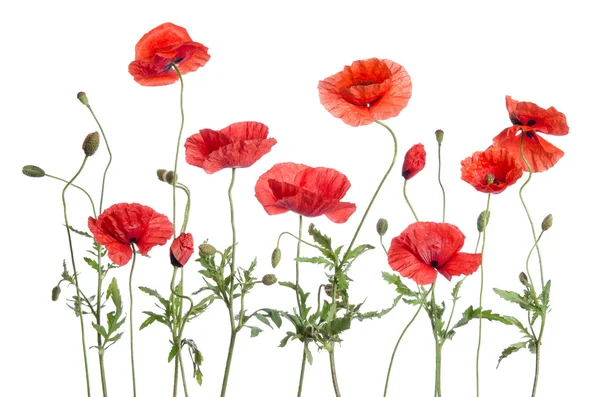 Red poppies  isolated on white background — Stock Photo, Image