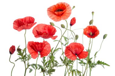 Kırmızı gelincikler beyaz arkaplanda izole edilmiş