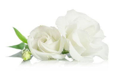 Beyaz arka plan üzerinde izole güzel beyaz eustoma çiçek