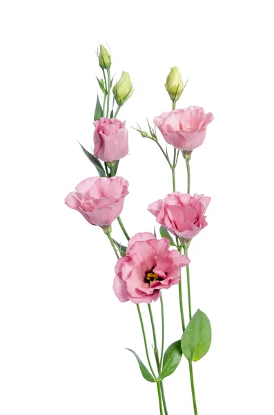 Eustoma piękne różowe kwiaty na białym tle — Zdjęcie stockowe