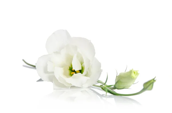 Flores brancas bonitas do eustoma isoladas no fundo branco — Fotografia de Stock
