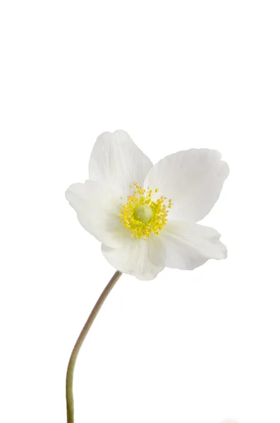 White anemone flower  isolated on white background Stock Image