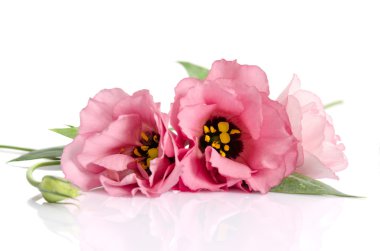 Beyaz arka plan üzerinde izole güzel pembe eustoma çiçek