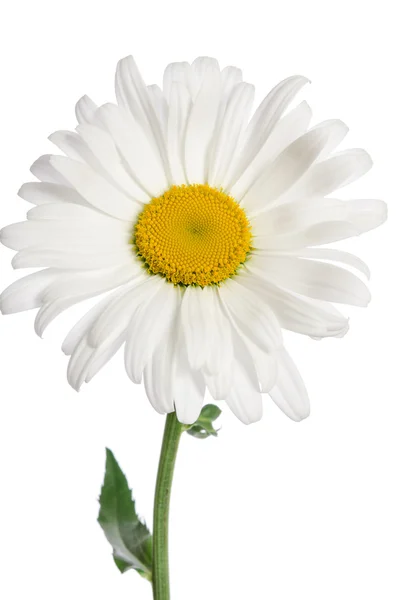 Chamomile flower on white background — Stock Photo, Image