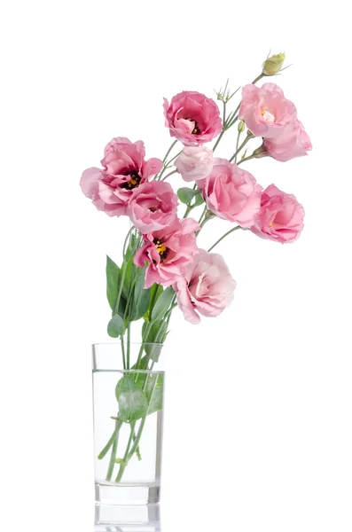 Bunch of pink eustoma flowers in glass vase isolated on white — Stock Photo, Image