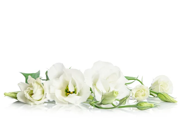 Hermosas flores de eustoma blanco aisladas sobre fondo blanco —  Fotos de Stock