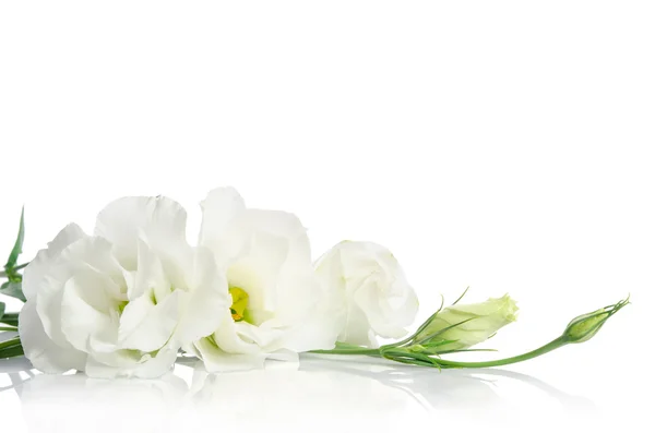 Belles fleurs d'eustomes blanches isolées sur fond blanc — Photo