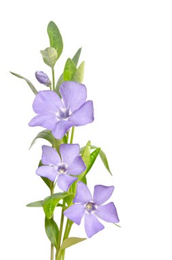 Beyaz arka plan üzerinde güzel mavi çiçekler salyangozu