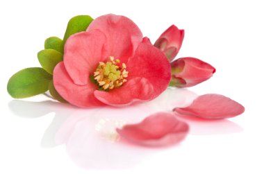 güzel pembe çiçek tomurcukları ve beyaz arka plan üzerinde yaprakları ile
