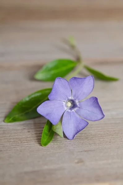 Beautiful blue flower periwinkle on wooden background — Stock Photo, Image