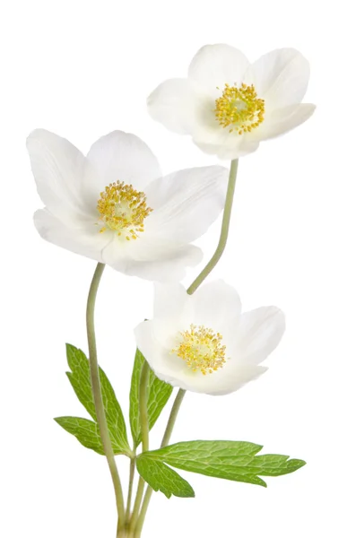 White anemone flowers  isolated on white background — Stock Photo, Image