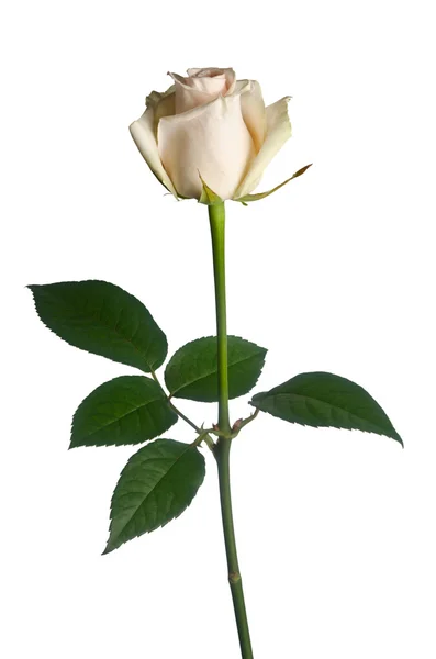 Schöne einzelne weiße Rose auf weißem Hintergrund — Stockfoto