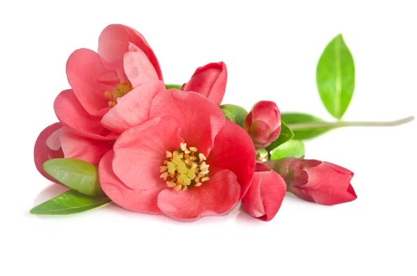 Krásné růžové květy s pupeny na bílém pozadí — Stock fotografie