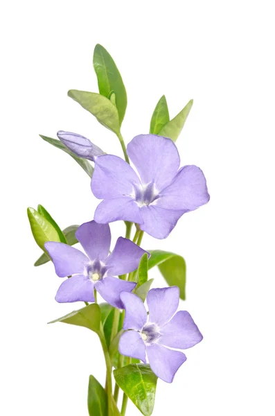 Vackra blå blommor periwinkle på vit bakgrund — Stockfoto