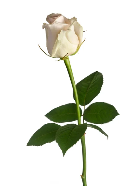 Schöne einzelne weiße Rose auf weißem Hintergrund — Stockfoto