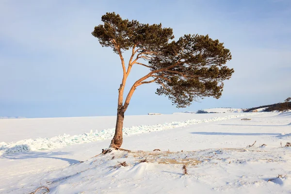 冬季贝加尔湖岸边的一棵孤零零的树 — 图库照片