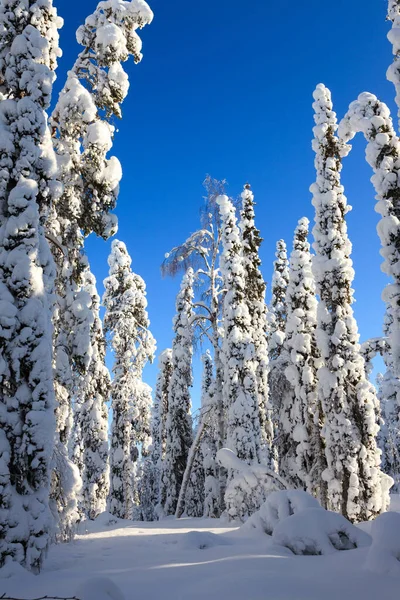 Oulanka Ulusal Parkı Ndaki Ağaçların Tepelerinde Kar Var Finlandiya — Stok fotoğraf