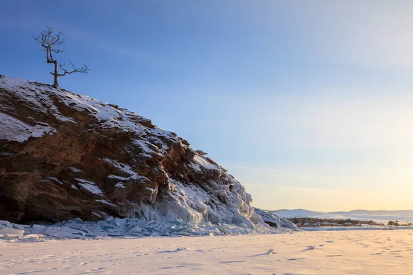 Samotne Drzewo Skalistym Zimowym Brzegu Jeziora Bajkał — Zdjęcie stockowe