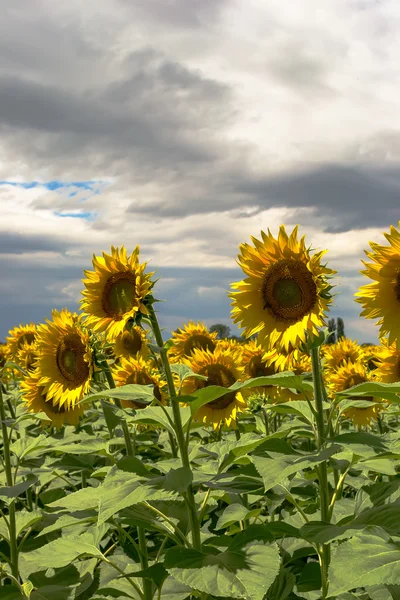 Field of blooming sunflowers — Stock Photo, Image