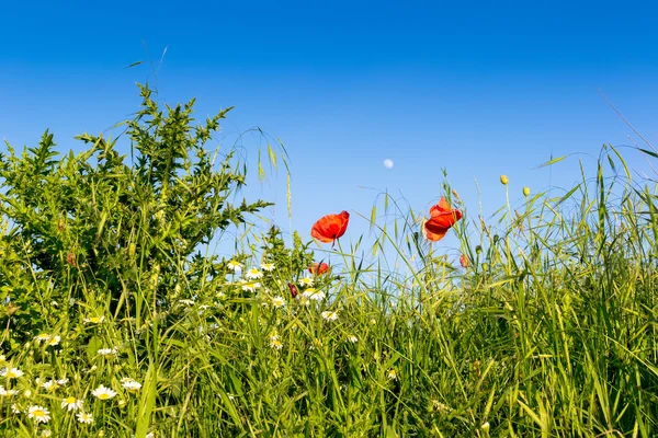 Red poppies — Stock Photo, Image