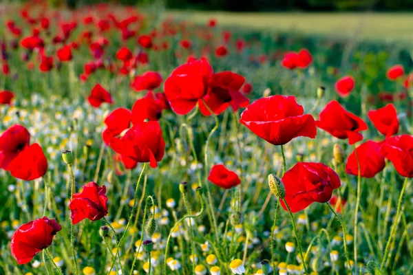 Haşhaş ve camomiles