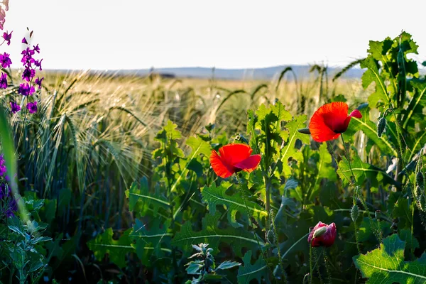 Sunlit poppies — Stock Photo, Image