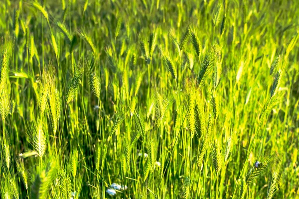 Дикі трави — стокове фото