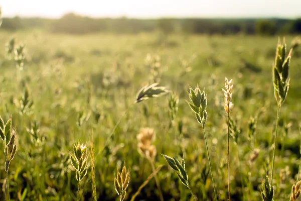 Kvetoucí trávě zalité sluncem — Stock fotografie
