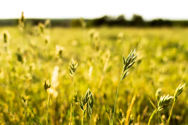 Flowering grass sunlit — Stock Photo, Image