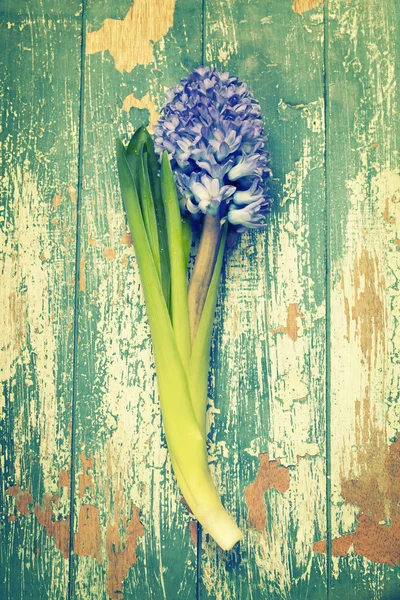 Jacinto de primavera sobre fondo de madera —  Fotos de Stock