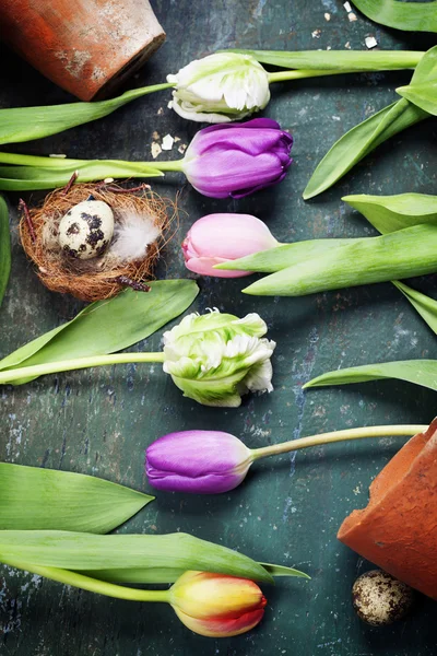 Œufs de Pâques avec fleurs de tulipes de printemps — Photo