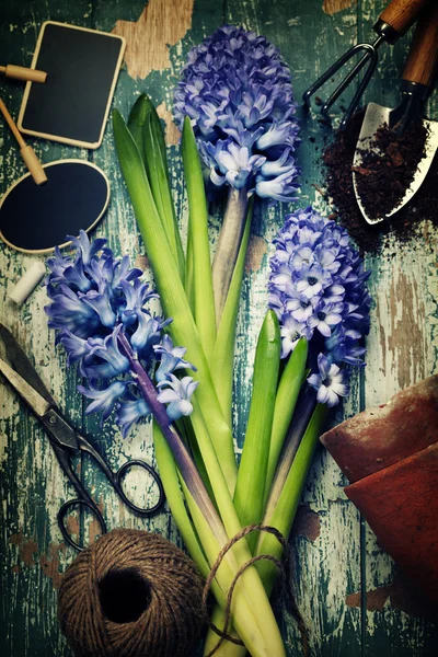 Jacinto de primavera y herramientas de jardín —  Fotos de Stock