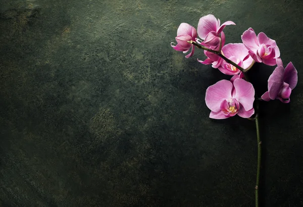 Orquídea rosa em um fundo escuro — Fotografia de Stock