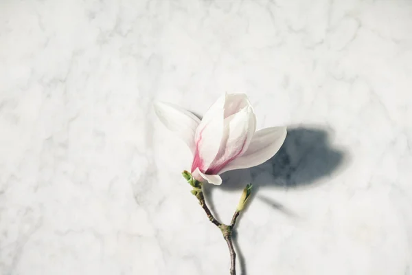 Beautiful pink magnolia flowers on white marble table. Top view. flat lay. Spring minimal concept. — Stock Photo, Image