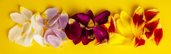 Bunte Tulpenblätter auf gelbem Hintergrund, flache Lage — Stockfoto