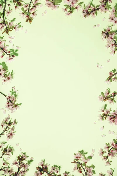 Spring border with cherry blossoms on green pastel background — Stock Photo, Image