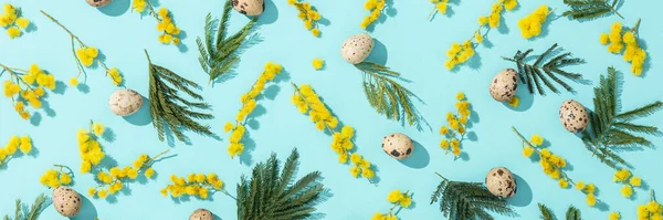 ハッピーイースター。青い紙の背景に黄色のミモザの花とウズラの卵、フラットレイ、バナー — ストック写真