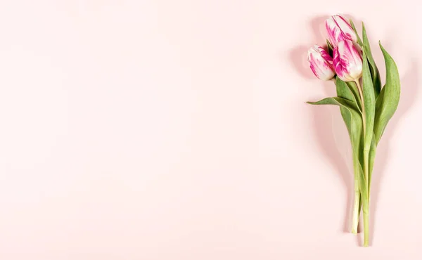 Tulipes roses sur fond rose, espace de copie — Photo